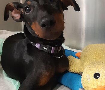 Herbstlicher VET Zentrum Sonnenschein 🧡🍁🤎
Der süsse Bolt hat sich mit seinem treuen Blick direkt in unsere Herzen... Herbstlicher VET Zentrum Sonnenschein 🧡🍁🤎
Der süsse Bolt hat sich mit seinem treuen Blick direkt in unsere Herzen...