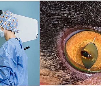 👀 Tierärzte- Fortbildung im VET Zentrum am 26.11.25 zum Thema "Praktische Ophthalmologie bei Hund und Katze".... 👀 Tierärzte- Fortbildung im VET Zentrum am 26.11.25 zum Thema "Praktische Ophthalmologie bei Hund und Katze"....