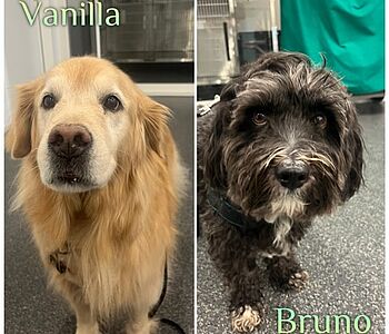 👀Klassiker der Endokrinologie: Wir stellen „Vanilla“ und „Bruno“ vor! 🦮🐕‍🦺

„Vanilla“ wurde aufgrund einer...