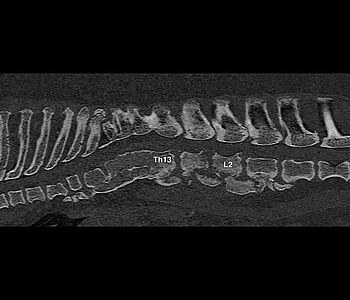 🧐Es ist nicht immer ein Bandscheibenvorfall!
Eine 8-jährige Englische Bulldogge wurde uns aufgrund von Schmerzen und...