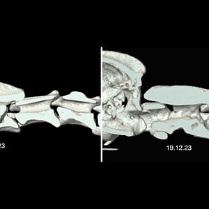 🎄 Weihnachtswunder! Eindrückliche CT-Bilder einer 9-jährigen Whippet Hündin, welche im August im Garten verunfallte und...