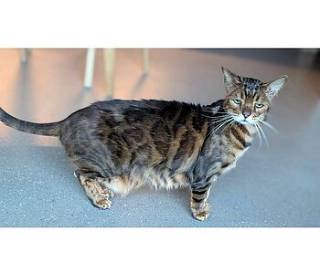 Wenn die Haut zu weit wird – Ehlers-Danlos-Syndrom bei Katzen 🐾 

Der 10j Bengal Kater „Mowgli“ lebt mit einer seltenen...