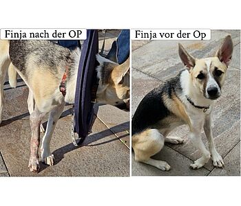 Spannendes aus der Chirurgie 🐾: Komplexe Fehlstellung erfolgreich korrigiert 

Finja stammt aus Italien und hat sich...