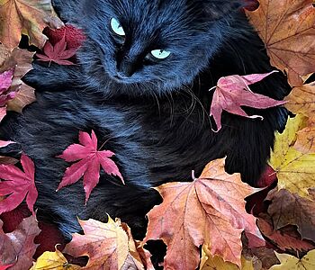 Bevor der Winter ganz einkehrt: Ein später Herbstgruss von Luana, der wunderschönen Katze unserer Arztsekretärin Désirée...