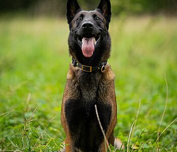 Pets of Vets🐶🐱

✨Heute stellen wir euch IKI – Ikigai vom gelben Diamant – vor!✨
Der 7-jährige Malinois-Rüde begleitet...