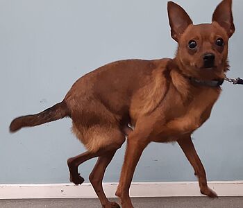 🐾 Lernt Ramon kennen!
Ramon kam zu uns, weil er sein rechtes Hinterbein seit Geburt gar nicht belasten konnte. Ursache...