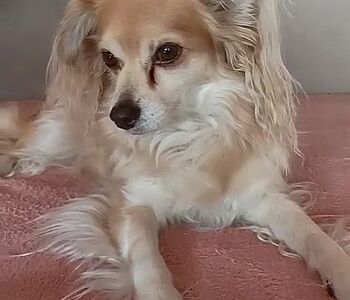 🧐🧠Seltene neurologische Erkrankung:

Dieser süsse 11-jährige Chihuahua wurde uns vor einem Jahr erstmals vorgestellt, da...