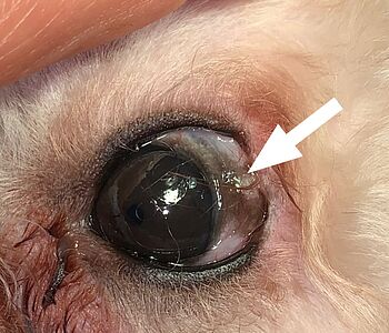 👀 Ophthalmologischer Klassiker: «Lijo», ein 10 Monate alter Toypudel wird wegen eines Dermoids im äusseren Augenwinkel...