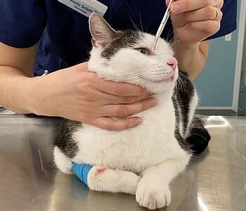 🧠Refresher Neurologie: Welcher Hirnnerv ist betroffen?

💡Auflösung: Diese Katze zeigt eine Fazialisparese rechts, d.h....