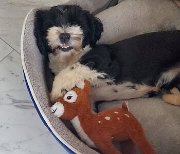 Kleine Erfolgsgeschichte 🐶💙
Havaneserhündin «Tessa» wurde bereits als Welpe mit PU/PD, häufigem Erbrechen,...